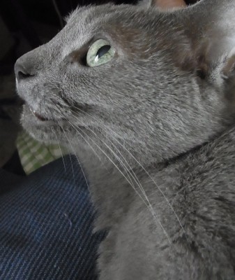 「猫だらけ」