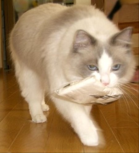 CIMG0703