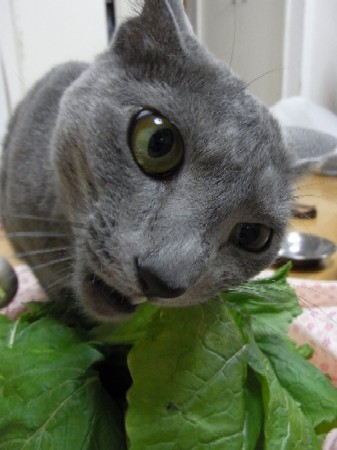 「猫だらけ」