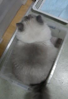 「猫だらけ」
