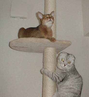 「猫だらけ」