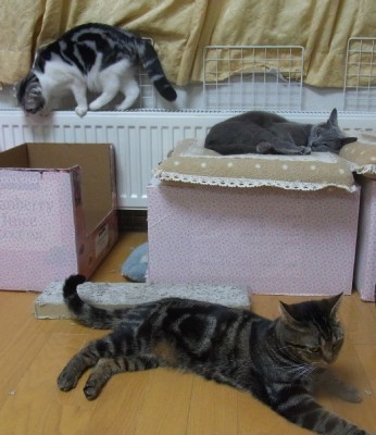 「猫だらけ」