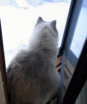 「猫だらけ」