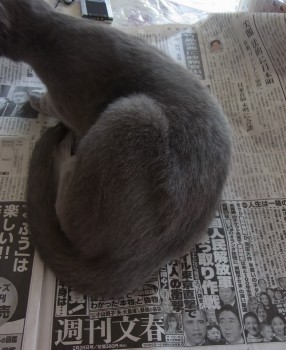 「猫だらけ」