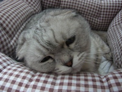 「猫だらけ」