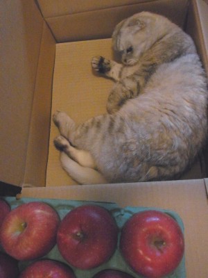「猫だらけ」