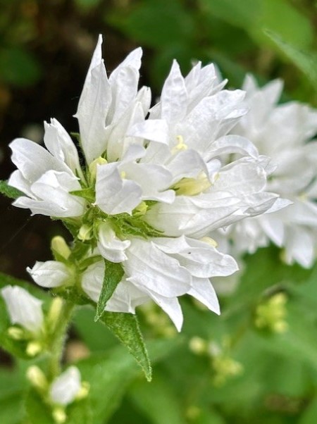 thumbnail_IMG_8469 (1)