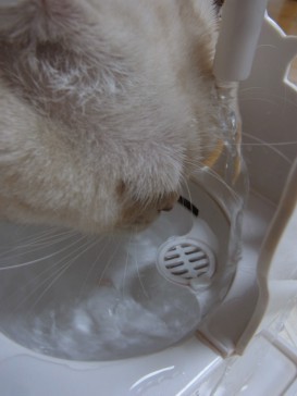 「猫だらけ」