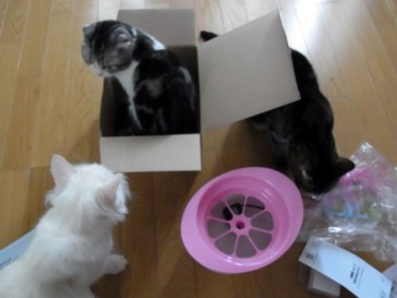 「猫だらけ」