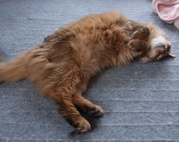 「猫だらけ」