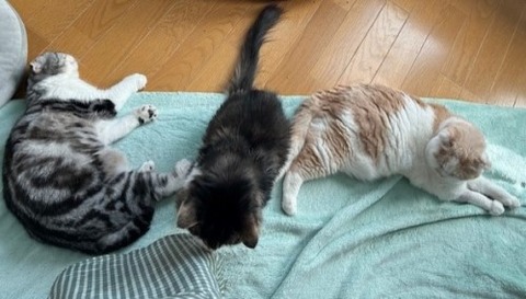 thumbnail_IMG_4238 (1)