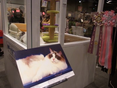「猫だらけ」