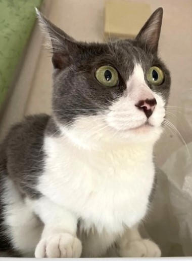 1969年の教科書の東京オリンピックの話 : 猫だらけ Powered by 1969年の教科書の東京オリンピックの話 : 猫だらけ Powered by