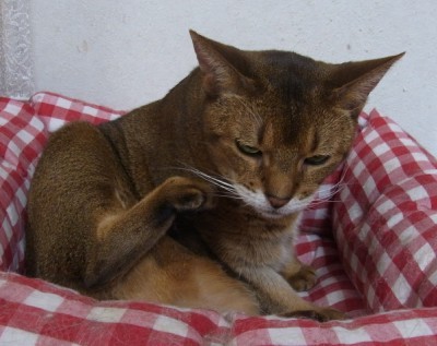 「猫だらけ」