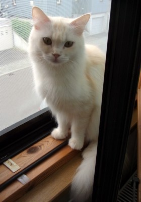 「猫だらけ」