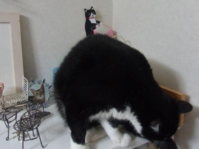 「猫だらけ」