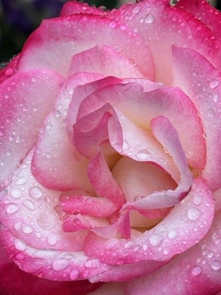 thumbnail_IMG_2666 (1)