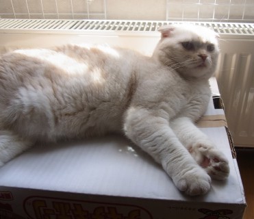 「猫だらけ」