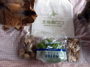 「猫だらけ」