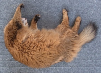 「猫だらけ」