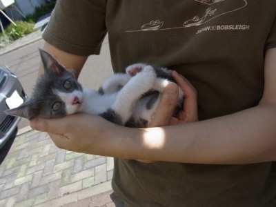 「猫だらけ」