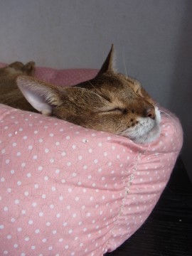 「猫だらけ」