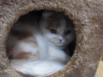 「猫だらけ」