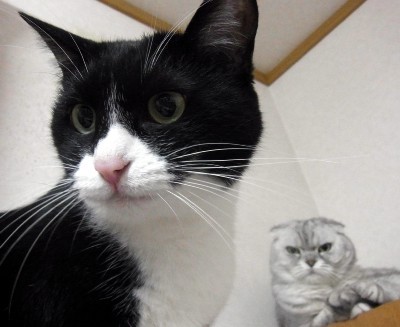 「猫だらけ」