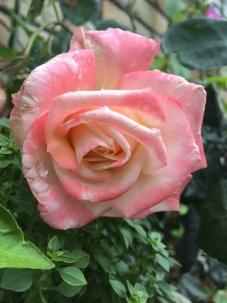 IMG_33301