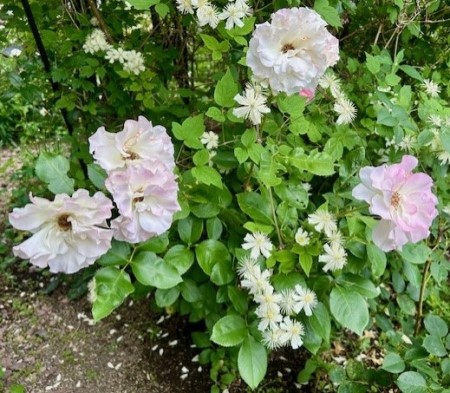 thumbnail_IMG_8468 (1)