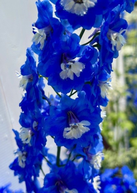 thumbnail_IMG_8749 (1)
