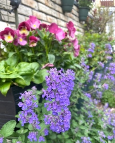 thumbnail_IMG_0690