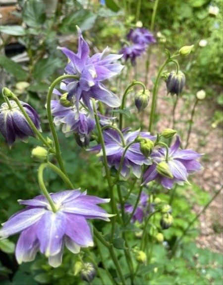thumbnail_IMG_1891