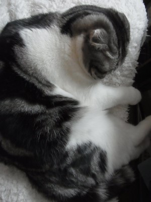 「猫だらけ」