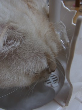 「猫だらけ」