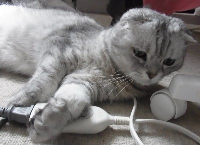 「猫だらけ」