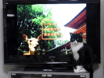 「猫だらけ」