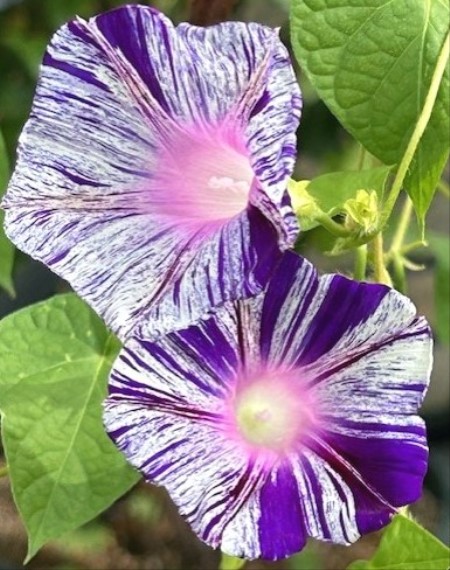 thumbnail_IMG_4943 (2)