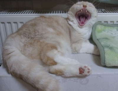「猫だらけ」