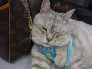 「猫だらけ」