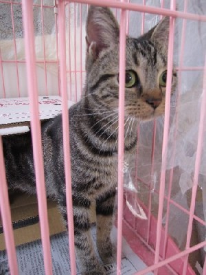 「猫だらけ」