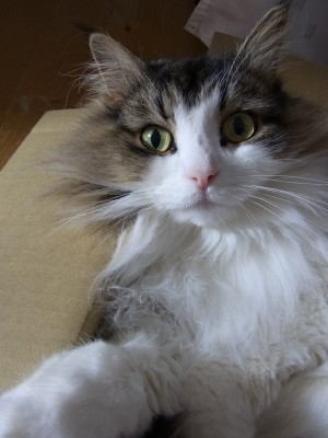 「猫だらけ」