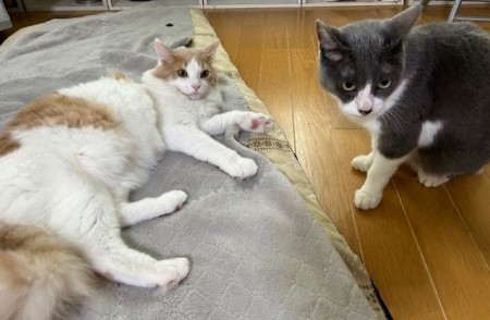 thumbnail_IMG_2553 (1)