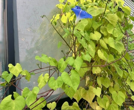 thumbnail_IMG_2938 (2)