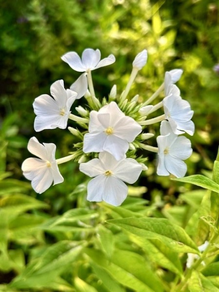 thumbnail_IMG_0050 (1)