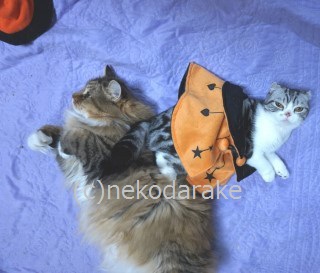 ハロウィンななサイン