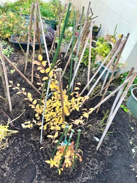 thumbnail_IMG_4405 (2)