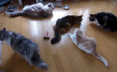 「猫だらけ」
