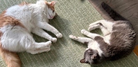 a420f4e7-ae55-4298-b928-5ebab757b13e_1