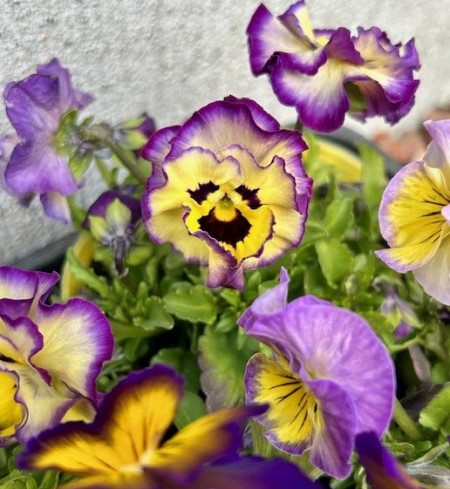 thumbnail_IMG_4226 (1)